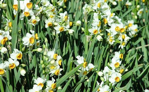 有關(guān)水仙花的作文