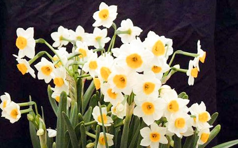 (精)養(yǎng)水仙花作文