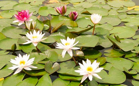 ˯ɏ�ķNֲ����