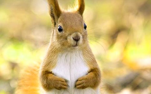 我是一只小松鼠作文(通用25篇)