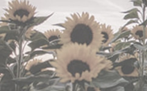 太陽花觀察日記