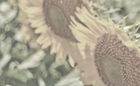 精選太陽花觀察日記四篇