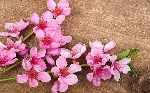 贊美桃花的詩句