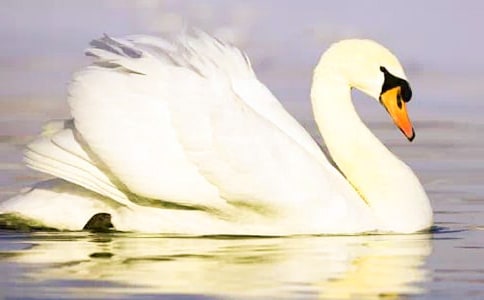 ����Ʒ�������Z����15ƪ