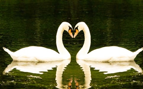 《黑天鵝》觀后感(通用26篇)