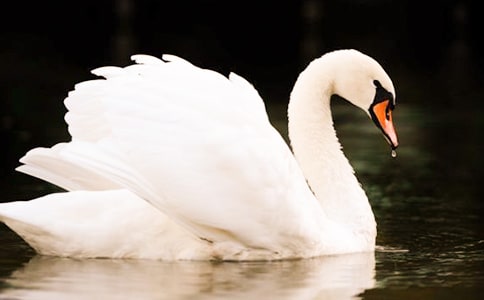 吹小號的天鵝讀后感18篇