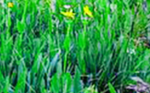 ����(y��u)���S�յ���Ұ����