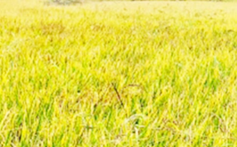 ��������Ұ���ġ��R��15ƪ��