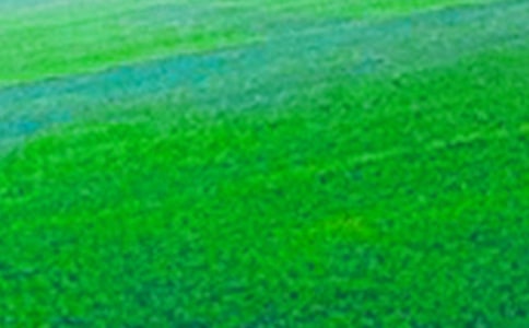 豐收的田野作文