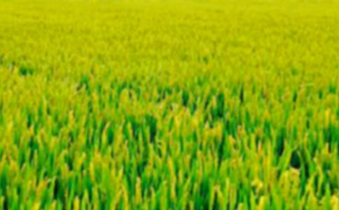 ����(y��u)�㣩��������Ұ����