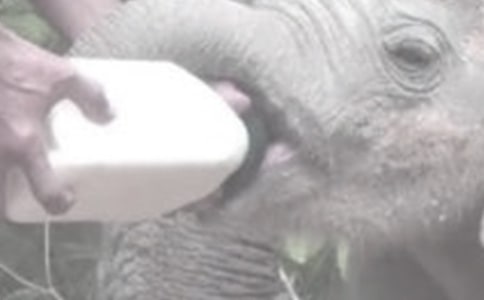 �a(ch��n)��l(f��)�����Խo����ι�̆���