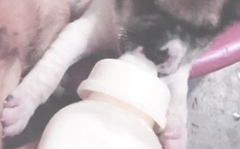 喂奶后乳房疼的治療辦法