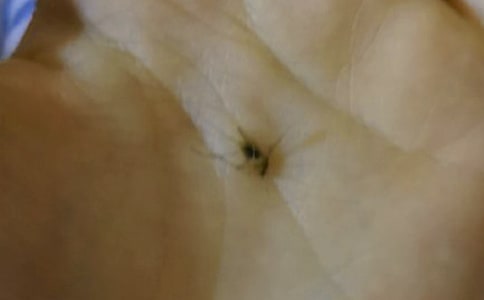 ���ӵ���ӛ