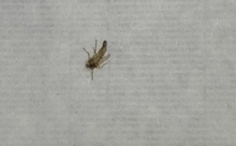 討厭的蚊子作文精品(15篇)