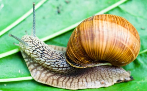 大班美術(shù)教案:可愛(ài)的蝸牛