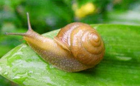 觀察蝸牛的日記(15篇)