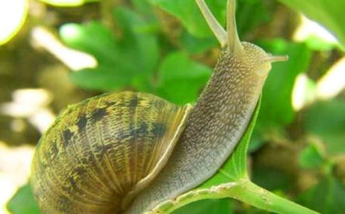 觀察蝸牛的日記