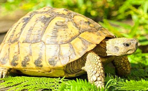 【必備】我家的小烏龜作文15篇