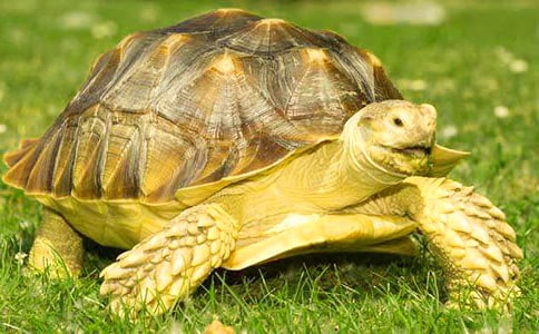 �ɐ�(��i)��С������ӛ