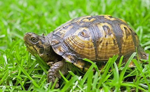 ���Ŀɐ�(��i)��С����