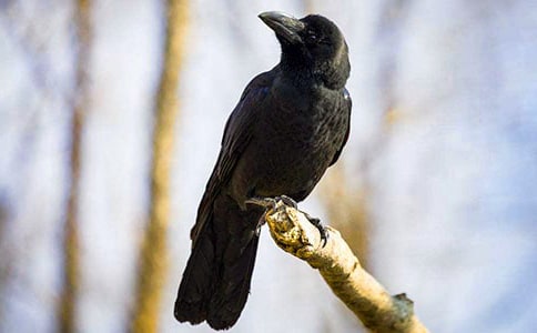 關(guān)于烏鴉喝水作文