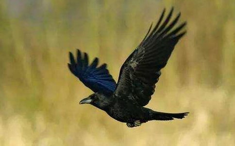 ���f��������ͨ��7ƪ