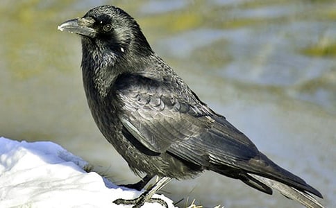 ���f������