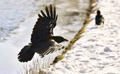 �����f�����ģ����x31ƪ��