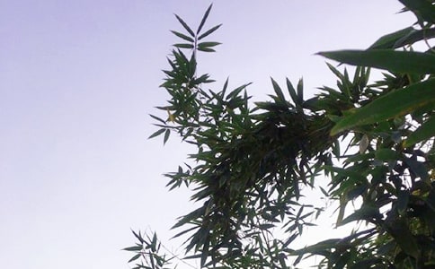 關(guān)于暖心午安簽名匯總(精選100句)