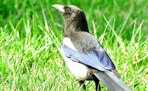 鷹和喜鵲的故事