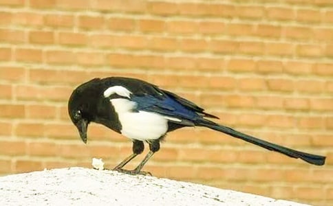 ϲ�o������