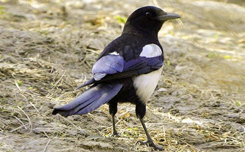 ���ϲ�o�n��