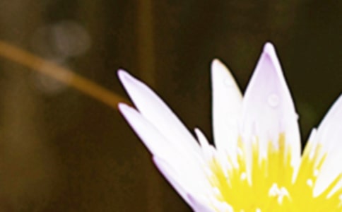 夏至未至?xí)宋锝榻B