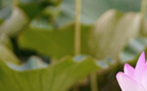 夏至描寫荷花的詩句