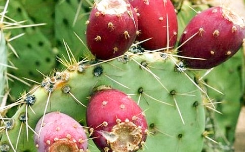 (實用)神奇的仙人掌作文