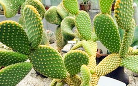 ����������600��15ƪ(���T)