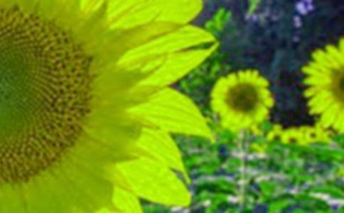 ���տ�����(��)