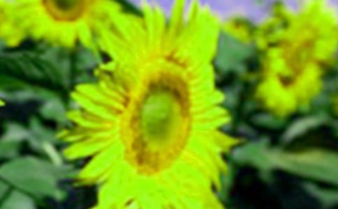 向日葵觀察日記