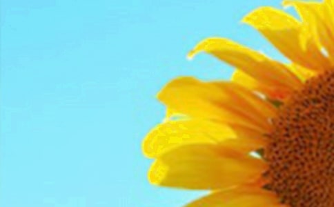 (優(yōu)秀)向日葵15篇