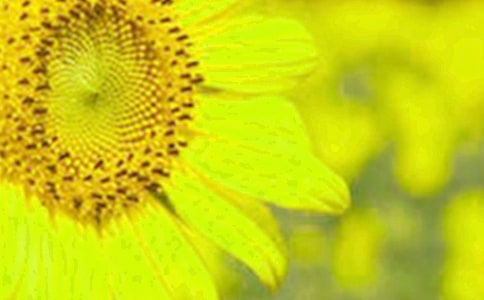 �����á����տ�����