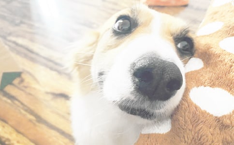 �Ҽҵ�С�����ģ����]��