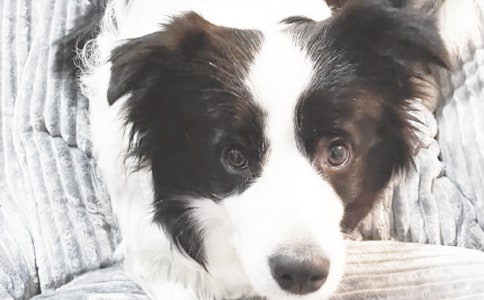 【熱門】我家小狗作文400字匯總10篇