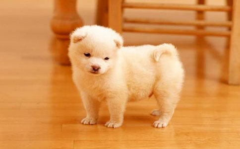 關(guān)于活潑的小狗作文300字合集七篇