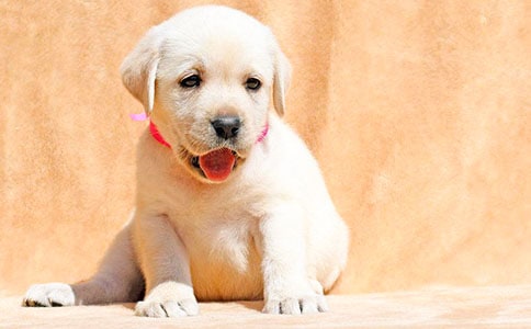 ���õĿɐ۵�С��������4ƪ