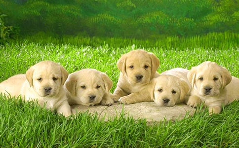 給小狗的一封信作文