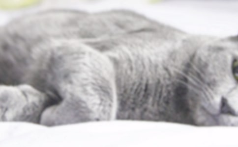 【推薦】小貓優(yōu)秀作文300字合集7篇