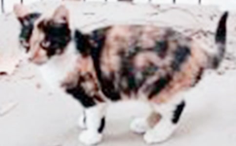 �P(gu��n)��С؈����ӛ