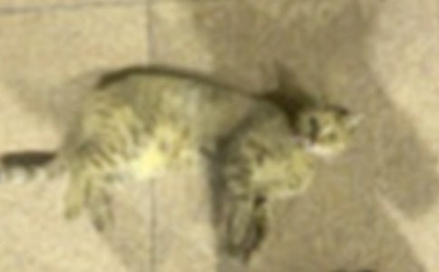 【精品】一只小貓的作文300字3篇