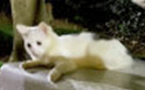 一只小貓的作文300字匯總七篇