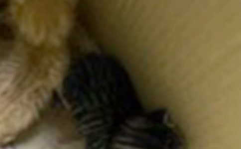 ��ֻС؈�@����